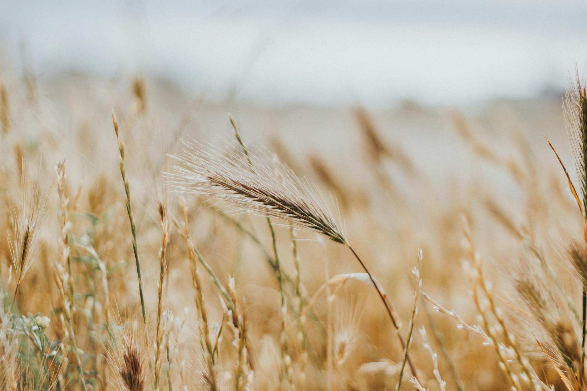 Molise wheat fields